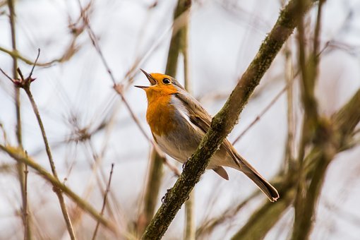 Robin singing